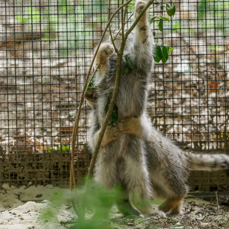 A photograph of a Pallas's cat in Brno Zoo