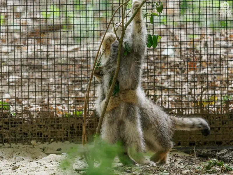 A photograph of a Pallas's cat in Brno Zoo
