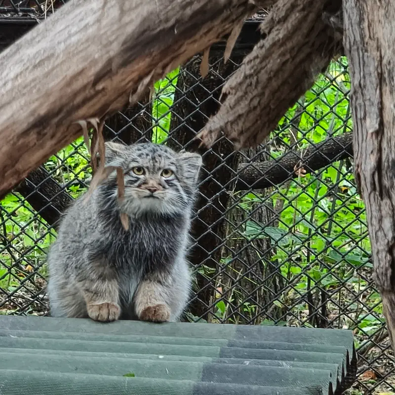 A photograph of a Pallas's cat in Novosibirsk Zoo