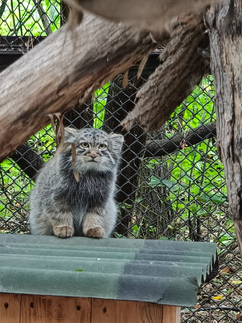 A photograph of a Pallas's cat in Novosibirsk Zoo
