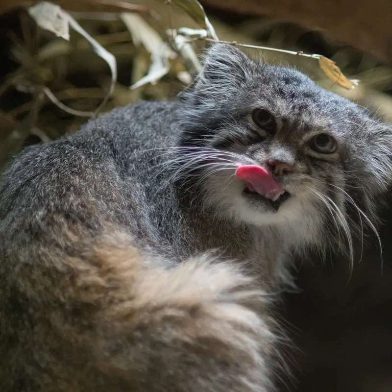 A photograph of Klyon in Ueno Zoological Gardens