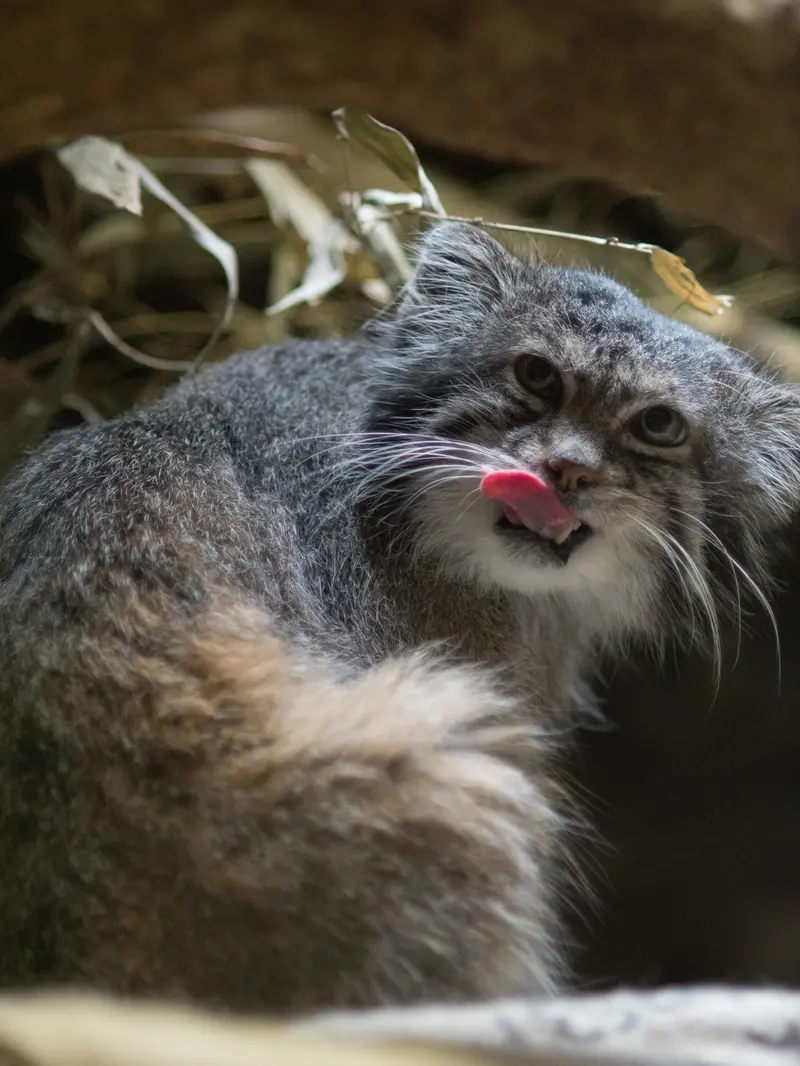 A photograph of Klyon in Ueno Zoological Gardens
