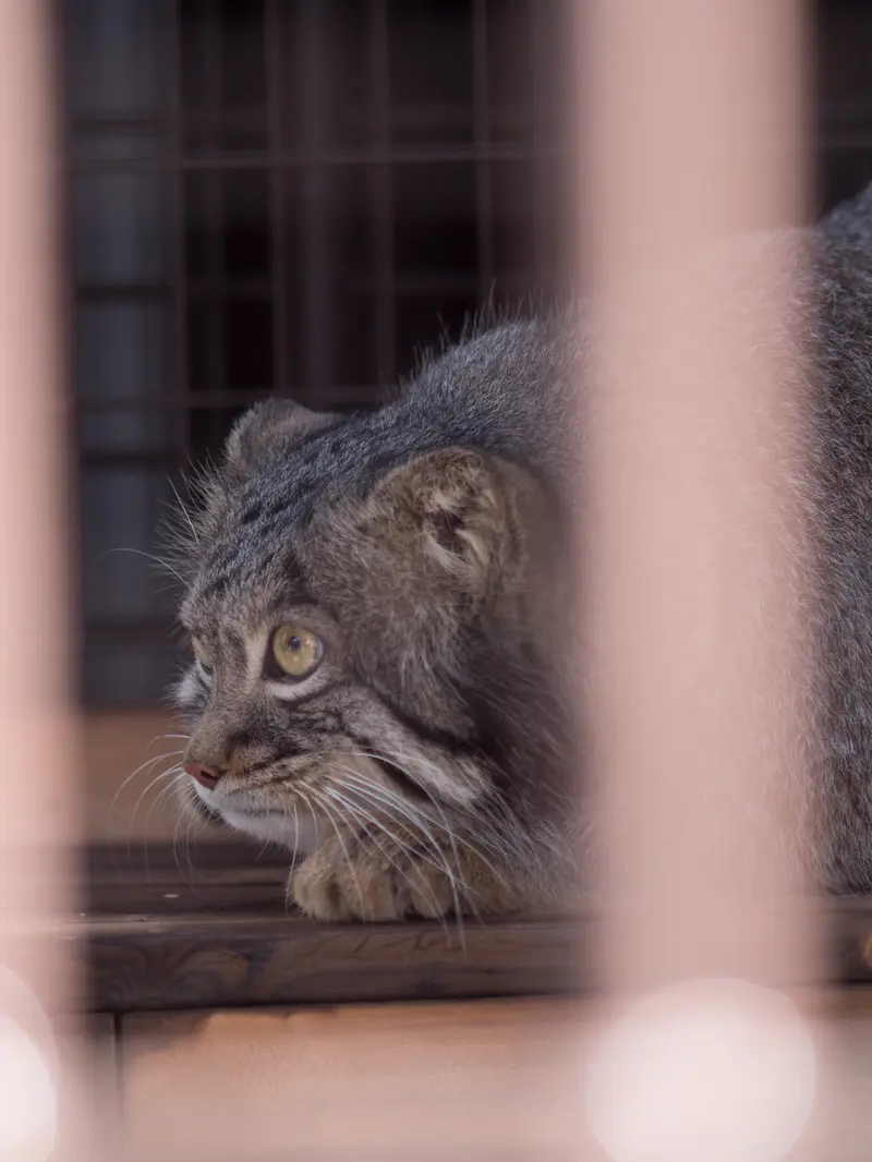A photograph of Figa in Nogeyama Zoo