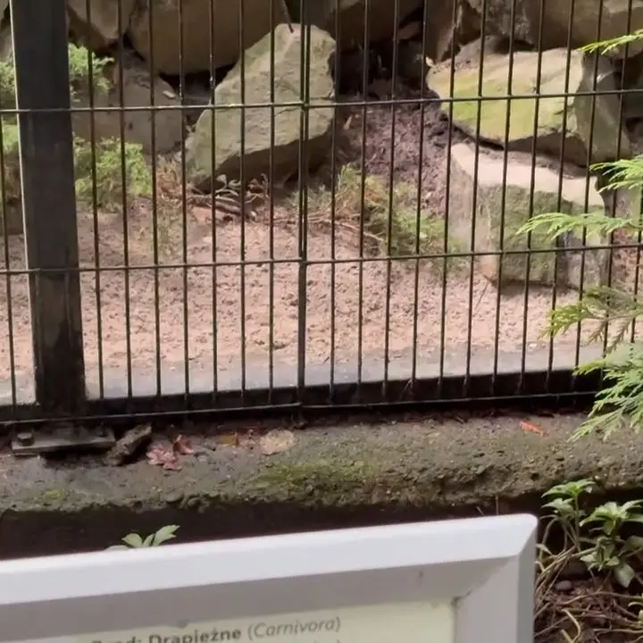 A photograph of Tsas in Kraków Zoo