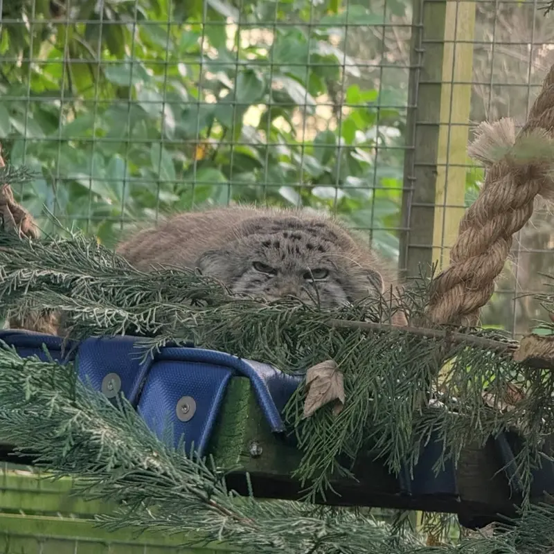 A photograph of a Pallas's cat in Banham Zoo