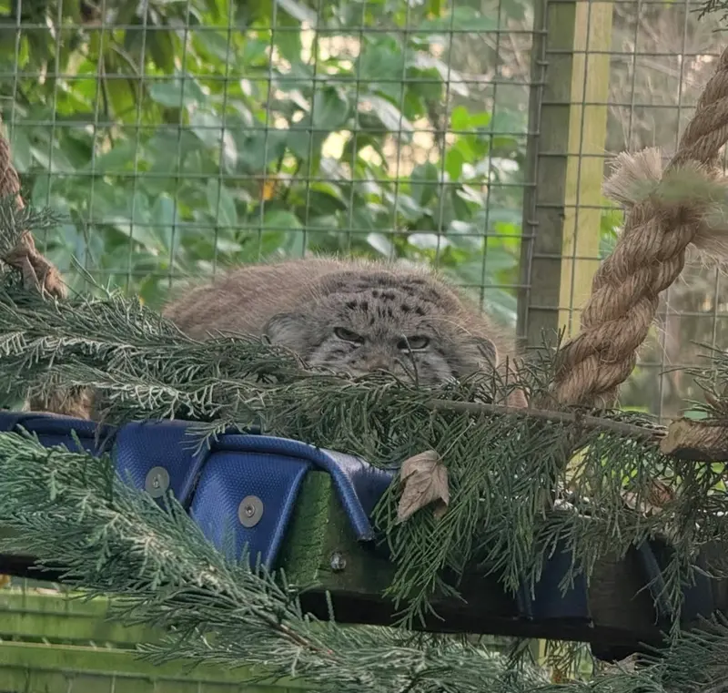 A photograph of a Pallas's cat in Banham Zoo