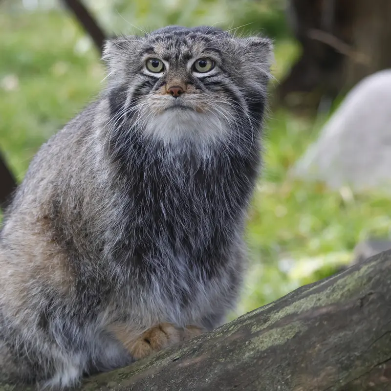 A photograph of Timofey in Moscow zoo