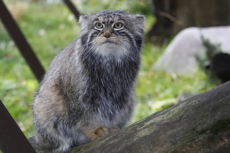 A photograph of Timofey in Moscow zoo