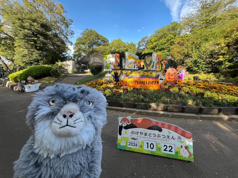 A photograph of a Pallas's cat in Nogeyama Zoo