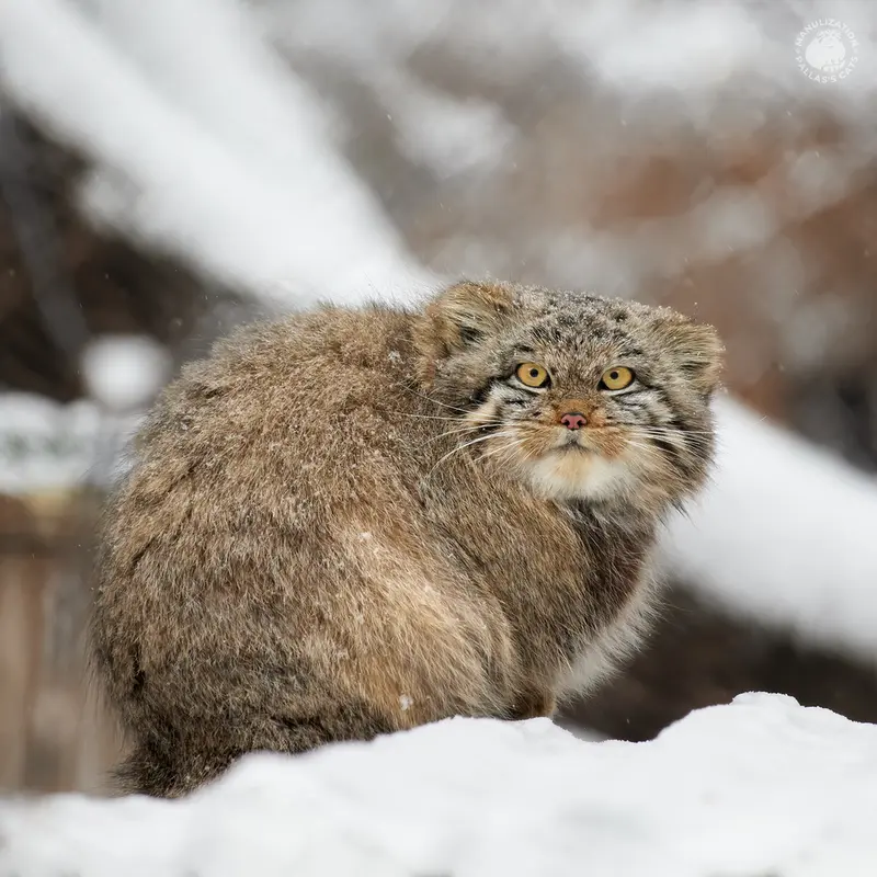 A photograph of Snezhinka in Novosibirsk Zoo
