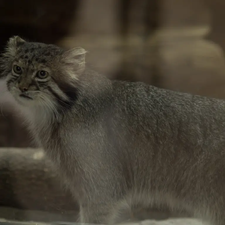 A photograph of Klyon in Ueno Zoological Gardens