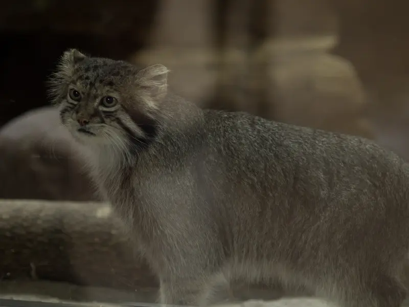 A photograph of Klyon in Ueno Zoological Gardens