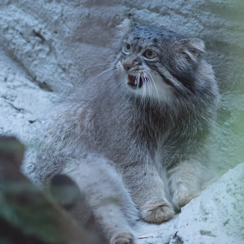 A photograph of Figa in Nogeyama Zoo