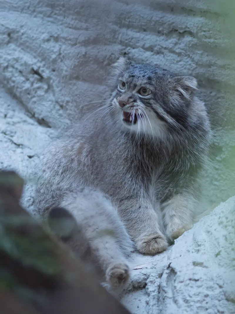 A photograph of Figa in Nogeyama Zoo