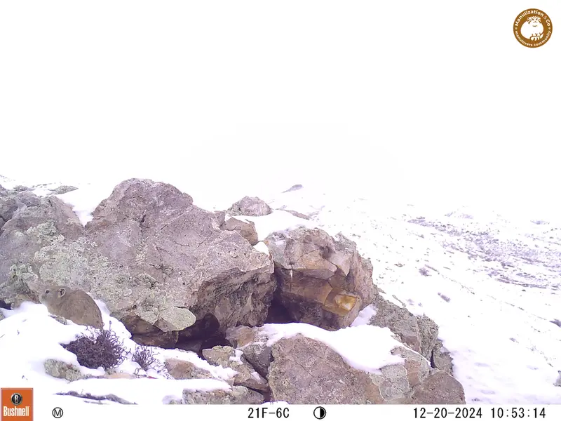 A photograph of Pika from Besshoky 1 camera trap