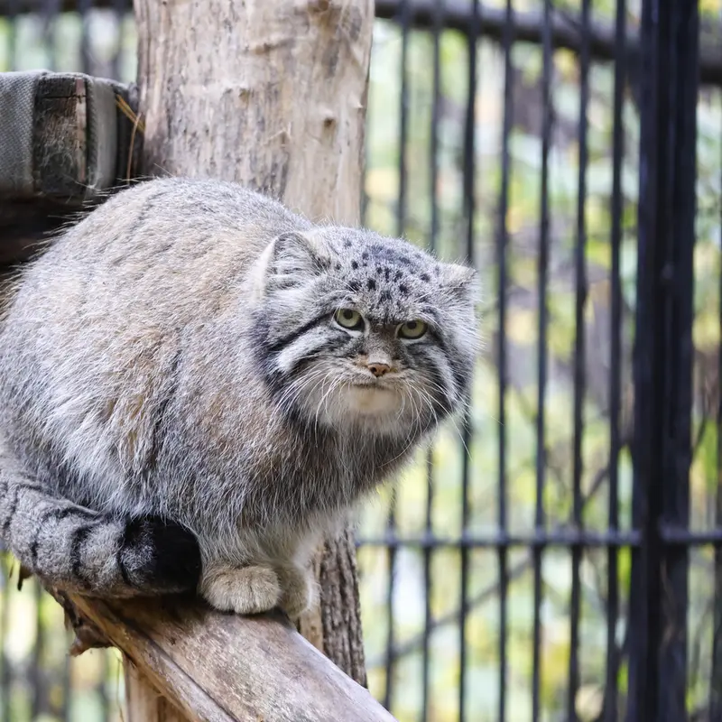 A photograph of Sylvester in Novosibirsk Zoo