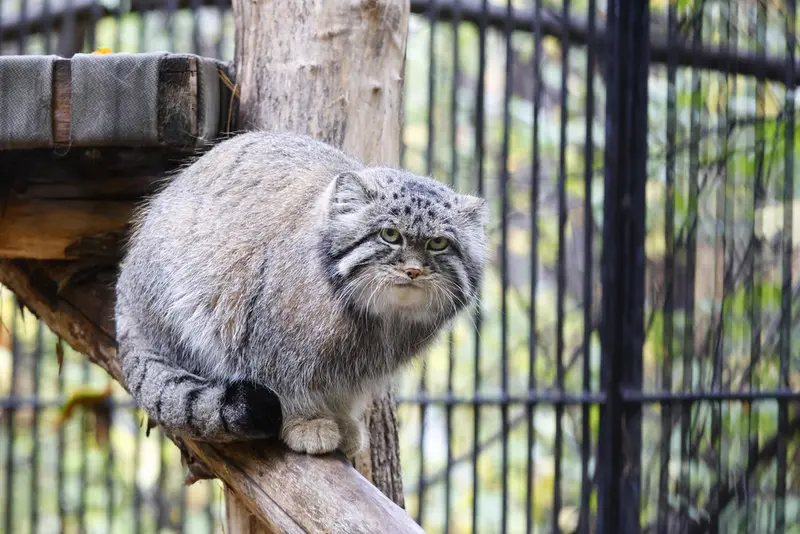 A photograph of Sylvester in Novosibirsk Zoo