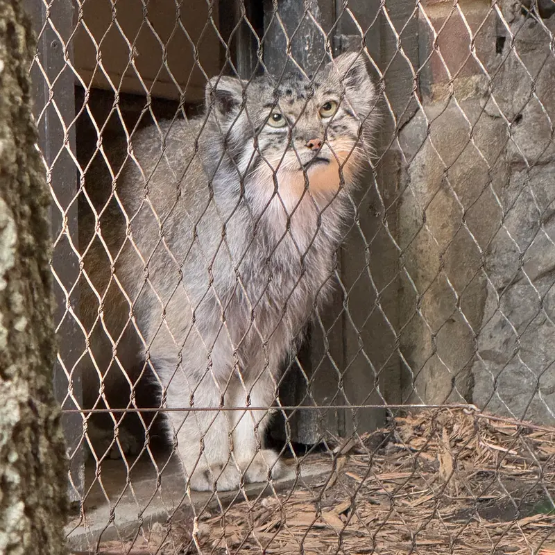 A photograph of Batu in Prospect Park Zoo