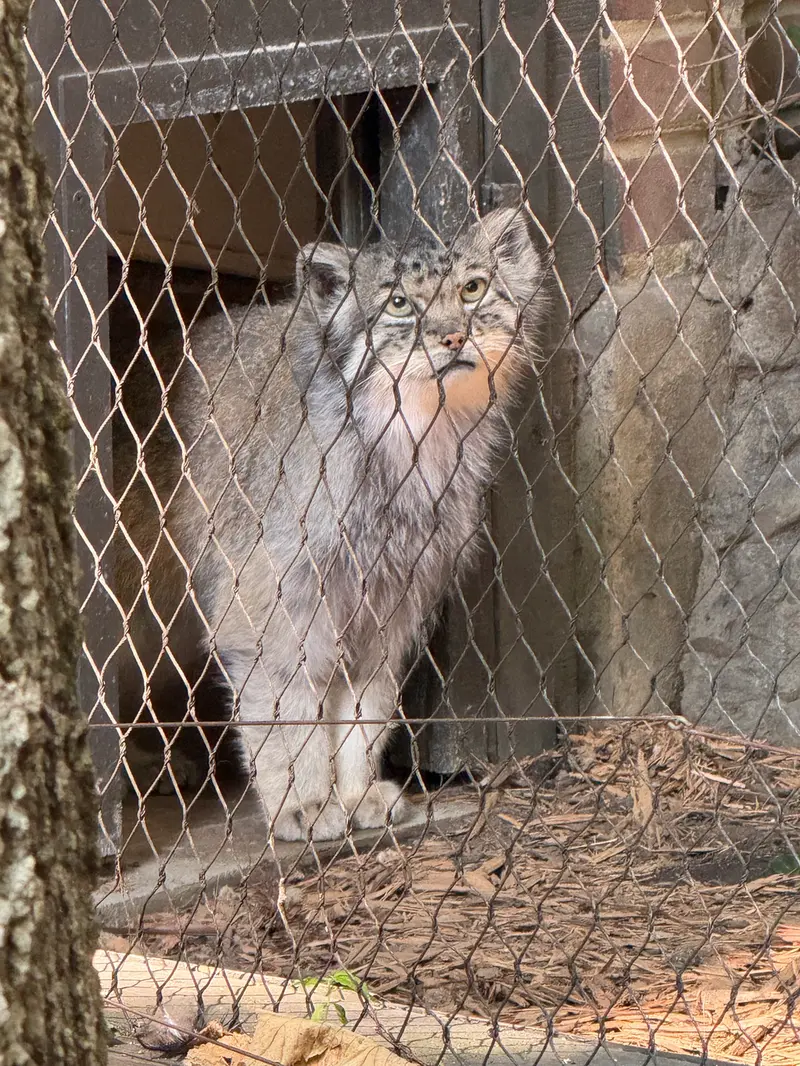 A photograph of Batu in Prospect Park Zoo