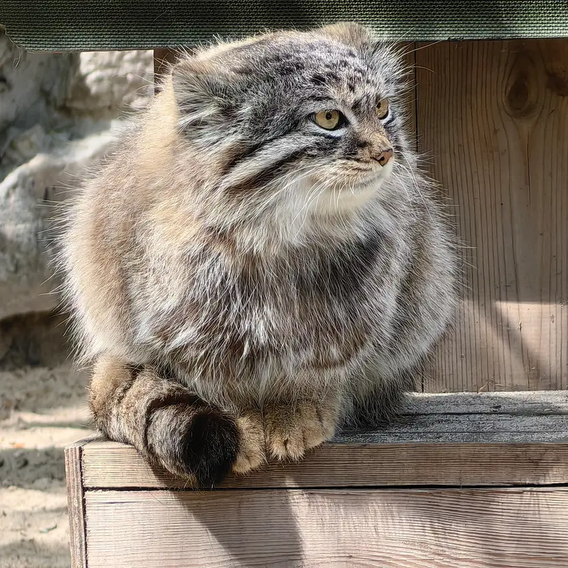 A photograph of Daughter of Lolo 2024 Ⅳ in Novosibirsk Zoo