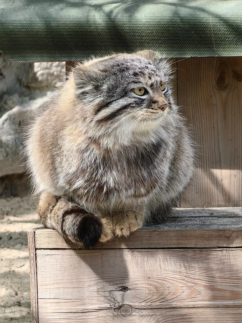 A photograph of Daughter of Lolo 2024 Ⅳ in Novosibirsk Zoo