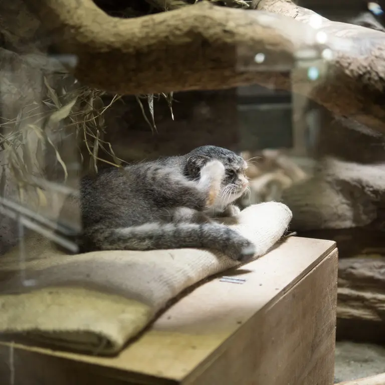 A photograph of Klyon in Ueno Zoological Gardens