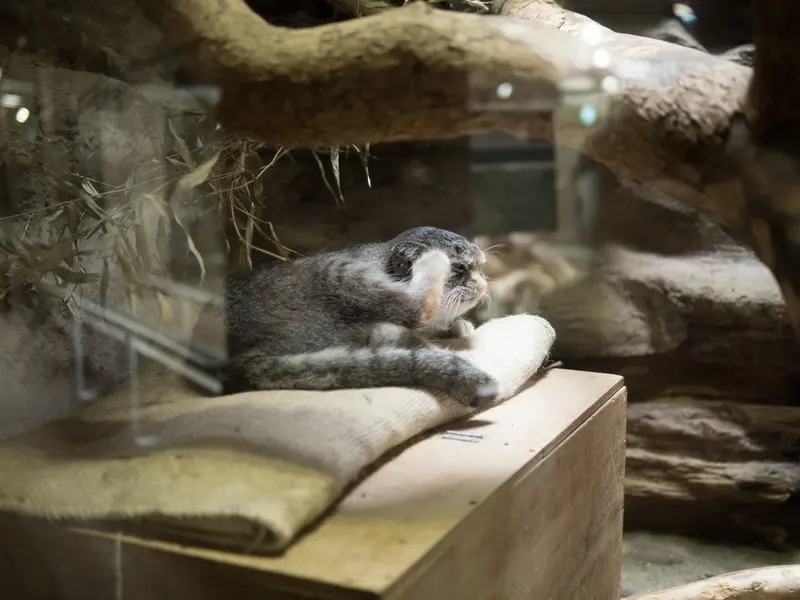A photograph of Klyon in Ueno Zoological Gardens