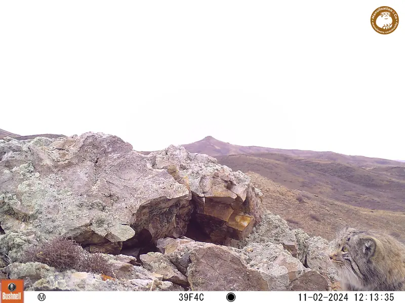 A photograph of Otocolobus manul manul from Besshoky 1 camera trap