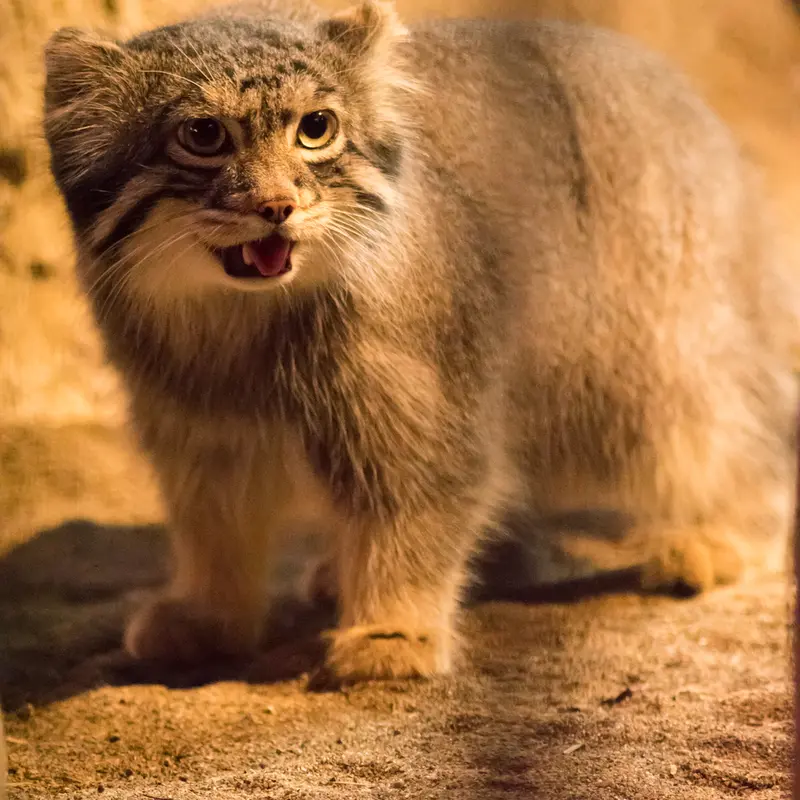 A photograph of Figa in Nogeyama Zoo
