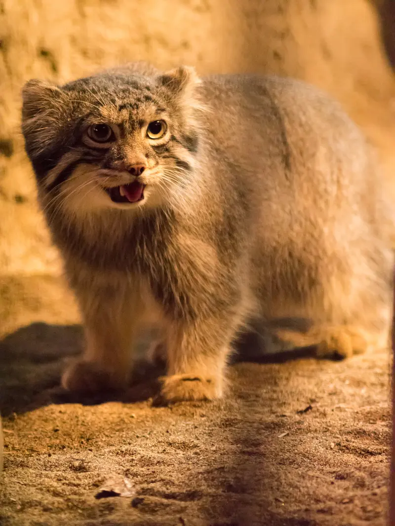 A photograph of Figa in Nogeyama Zoo