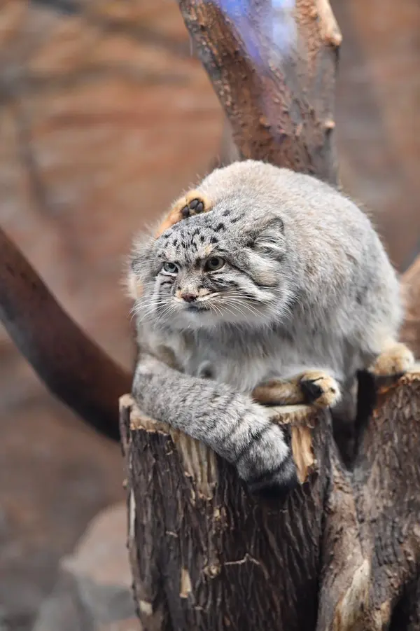 A photograph of a Pallas's cat