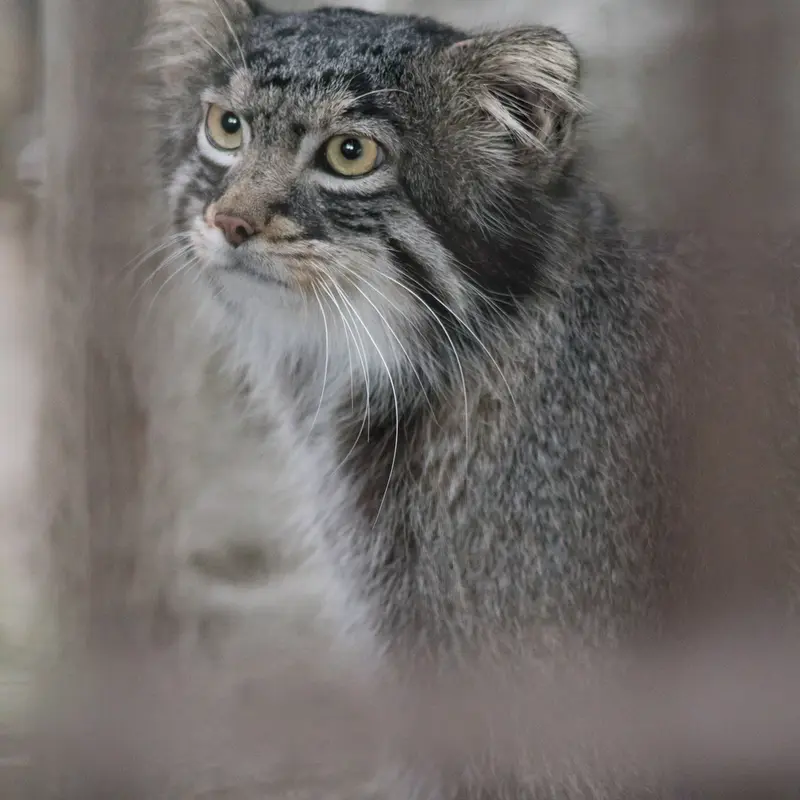 A photograph of Figa in Nogeyama Zoo