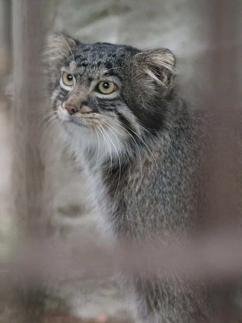 A photograph of Figa in Nogeyama Zoo
