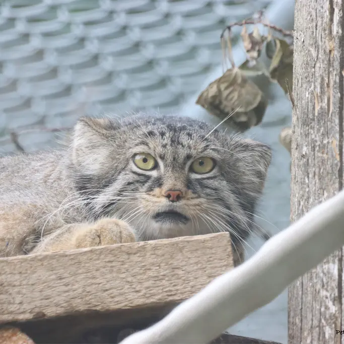 A photograph of Nox in Saskatoon Forestry Farm Park & Zoo