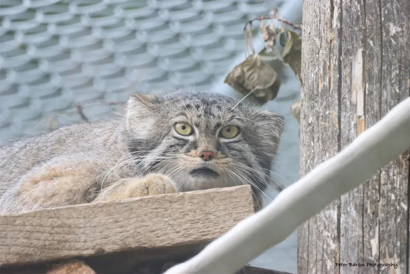 A photograph of Nox in Saskatoon Forestry Farm Park & Zoo