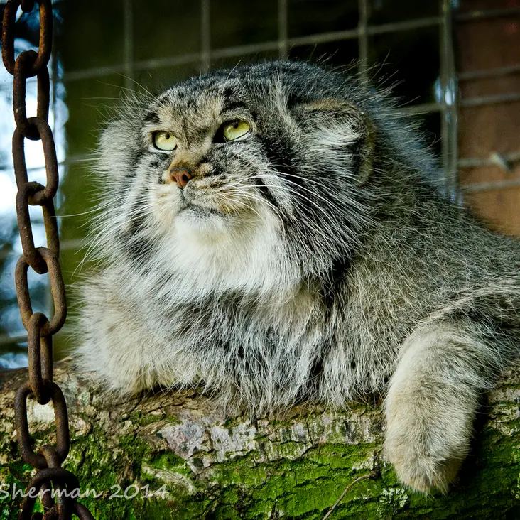 A photograph of Buck in Banham Zoo
