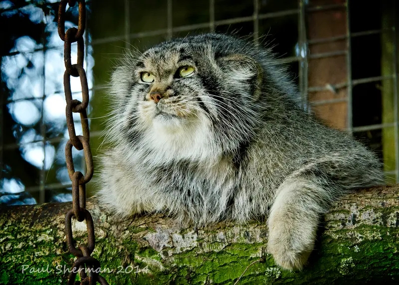A photograph of Buck in Banham Zoo