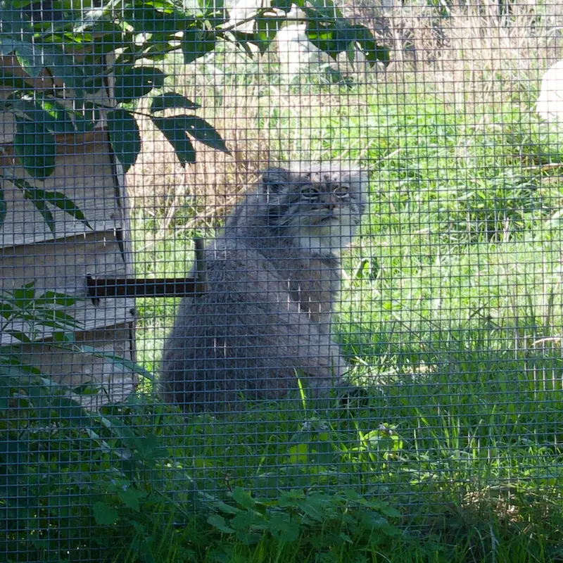 A photograph of Atlan in Port Lympne Wild Animal Park