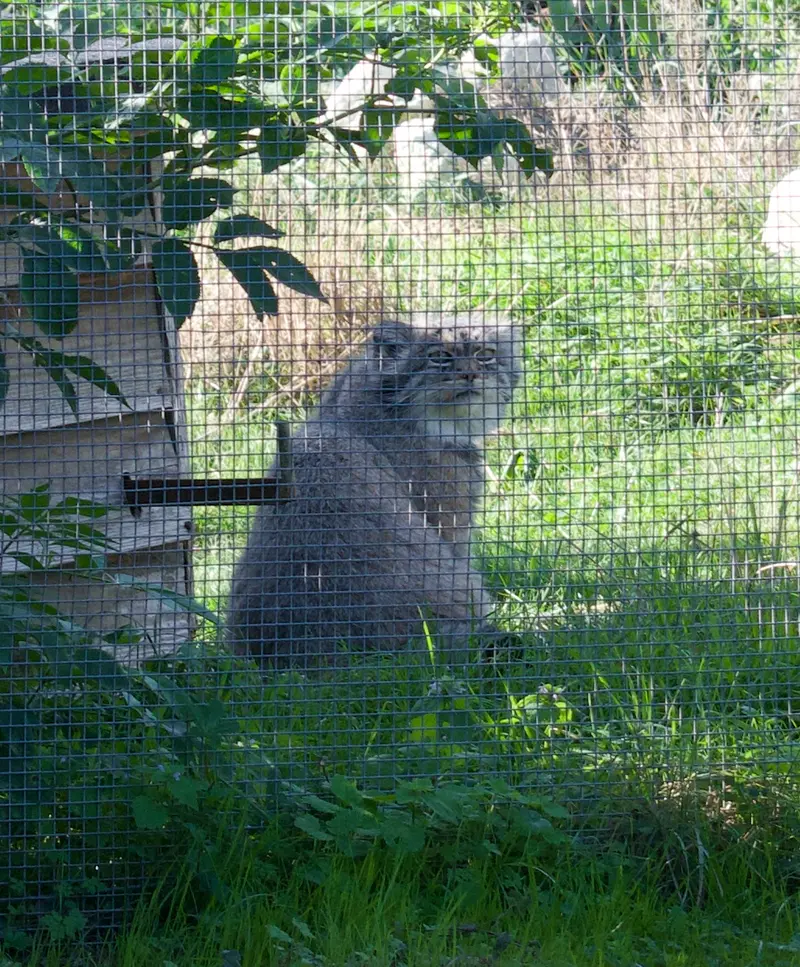 A photograph of Atlan in Port Lympne Wild Animal Park