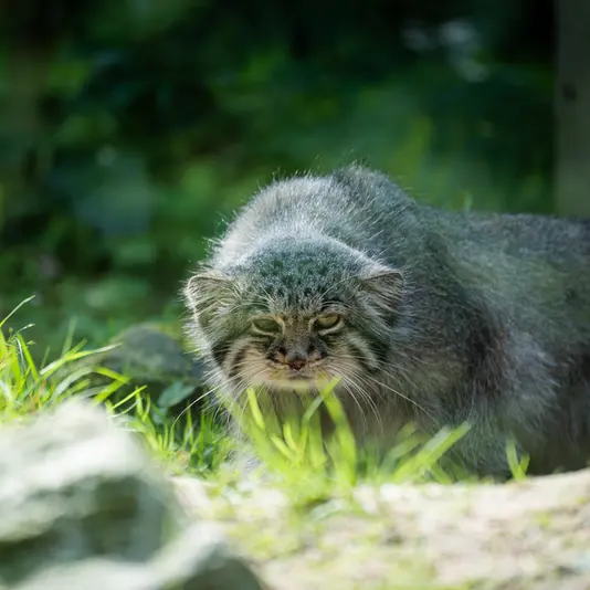 A photograph of Batu in Opel Zoo
