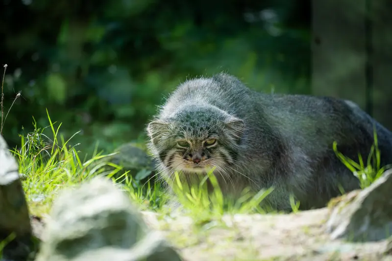 A photograph of Batu in Opel Zoo