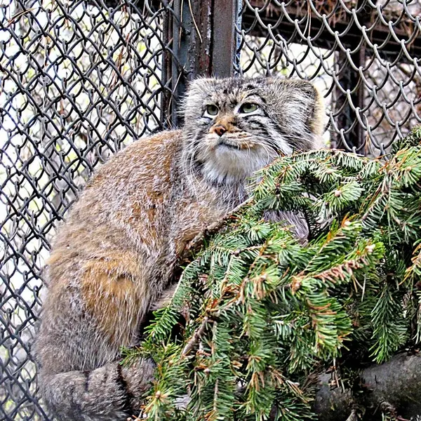 A photograph of Zelenogorsk in Novosibirsk Zoo