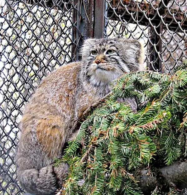 A photograph of Zelenogorsk in Novosibirsk Zoo