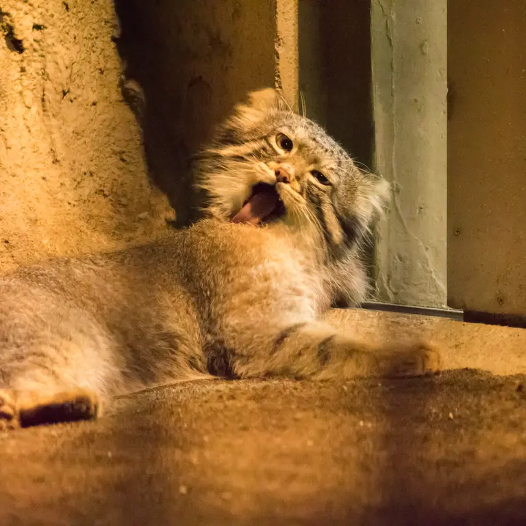 A photograph of Figa in Nogeyama Zoo