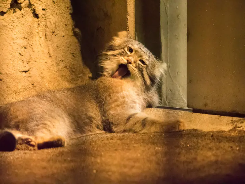 A photograph of Figa in Nogeyama Zoo