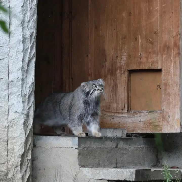 A photograph of a Pallas's cat in Moscow zoo