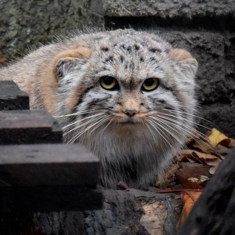 A photograph of Lucy in Budapest Zoo & Botanical Garden