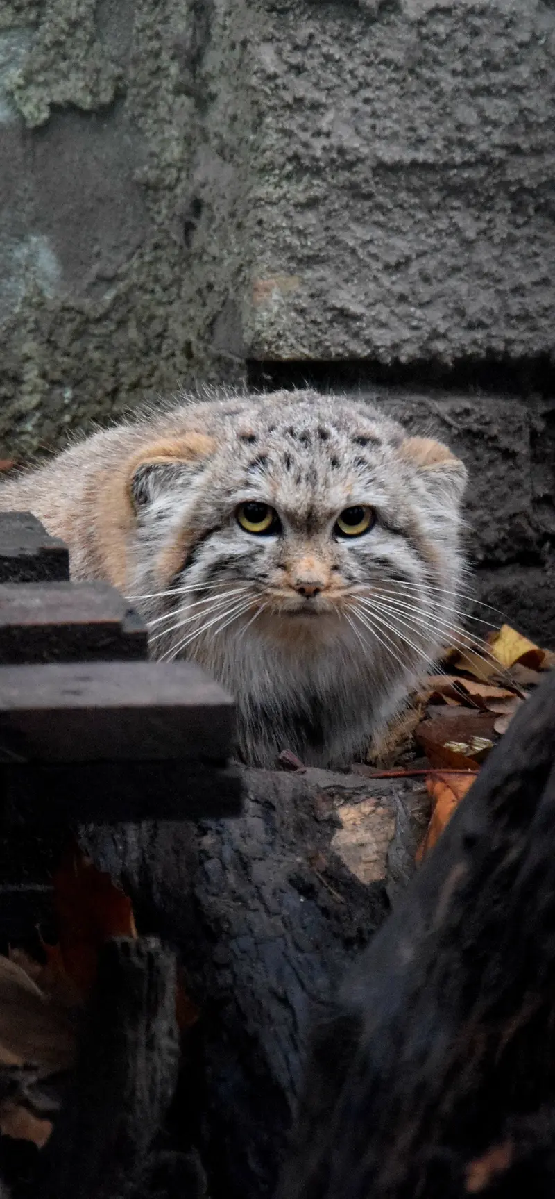 A photograph of Lucy in Budapest Zoo & Botanical Garden