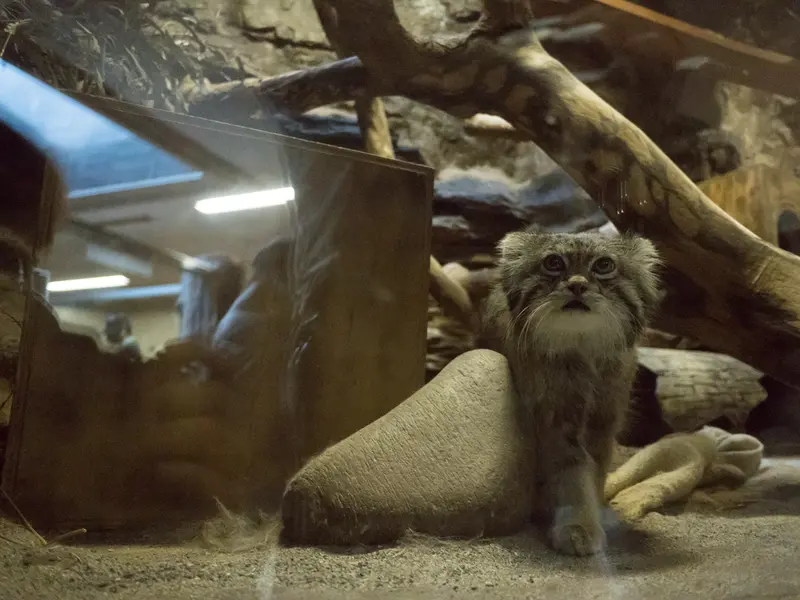 A photograph of Klyon in Ueno Zoological Gardens