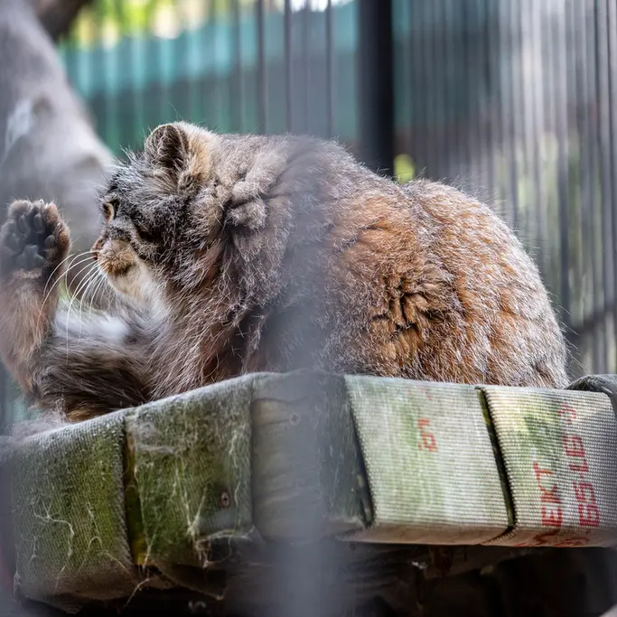 A photograph of Grey in Novosibirsk Zoo